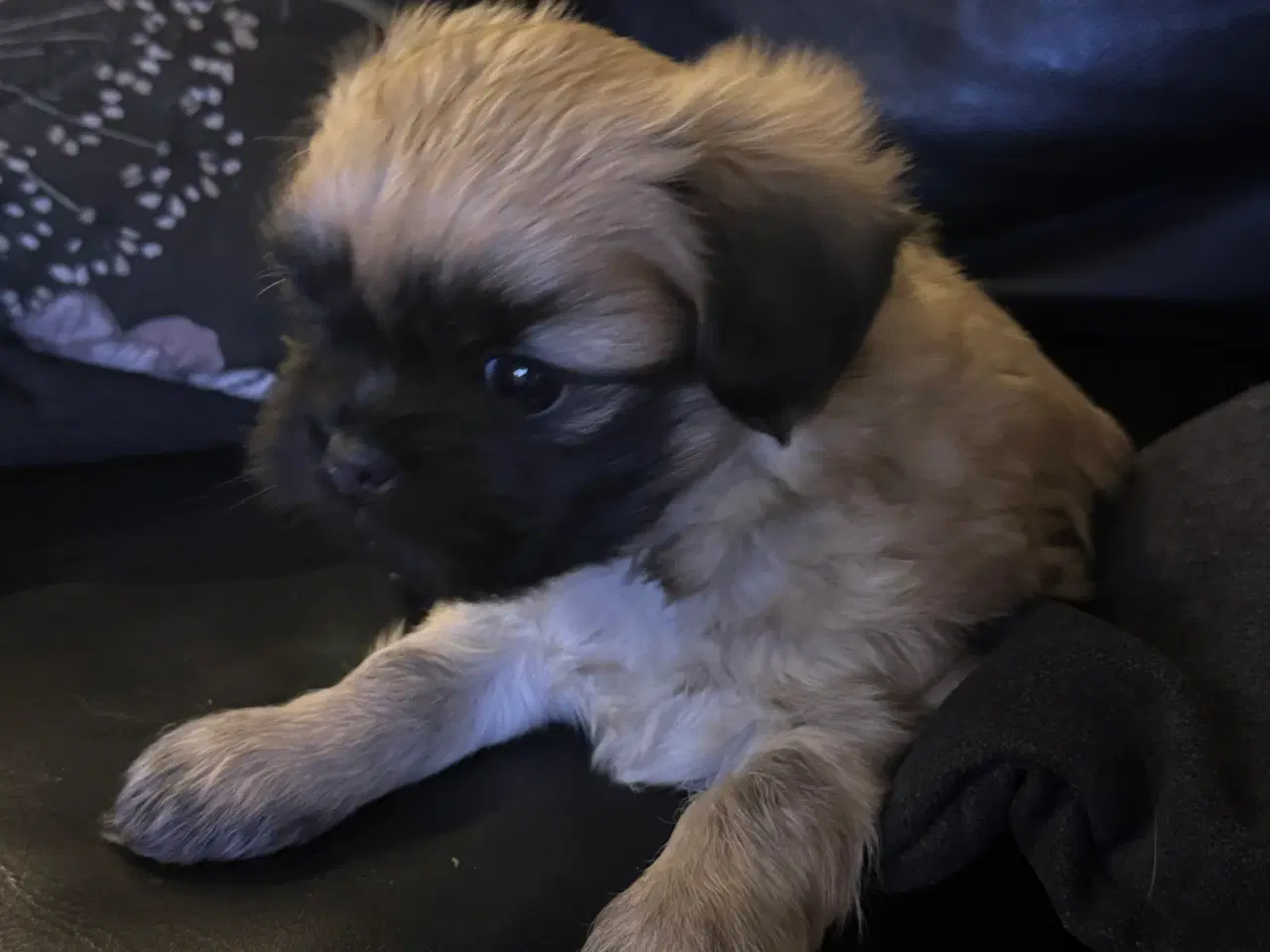 Billede 4 - Lhasa apso/pekingeser hvalp