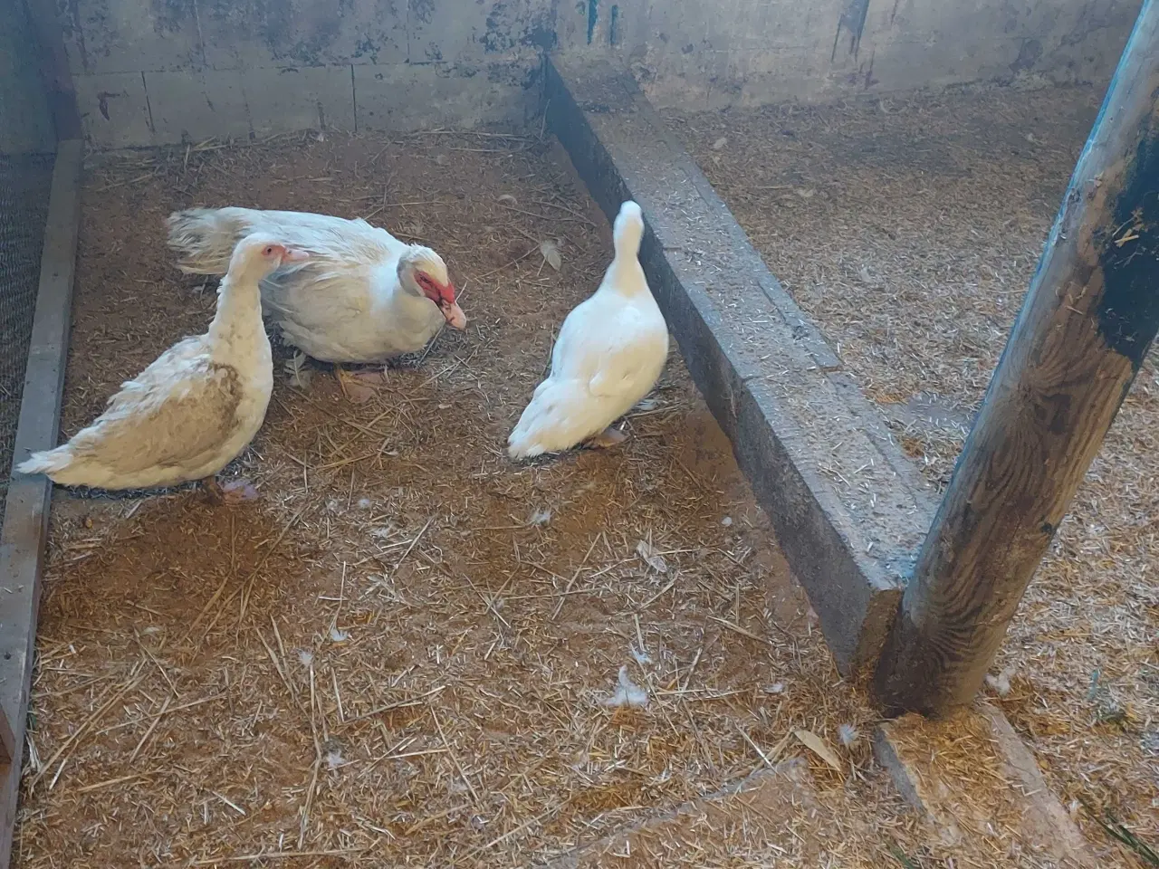 Billede 1 - Afventer Moskus andrik m damer