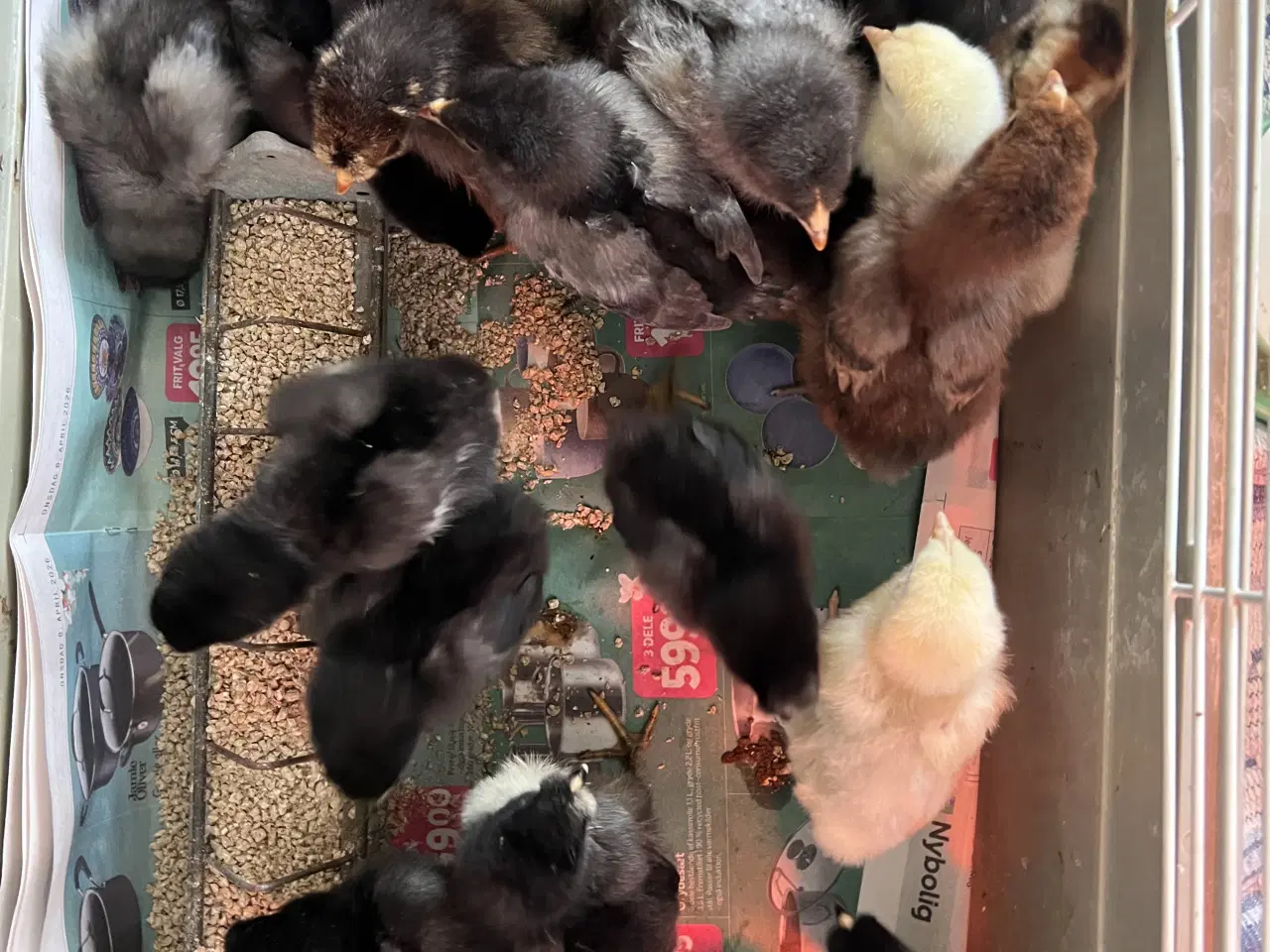 Billede 3 - Små kyllinger/daggamle kyllinger 
