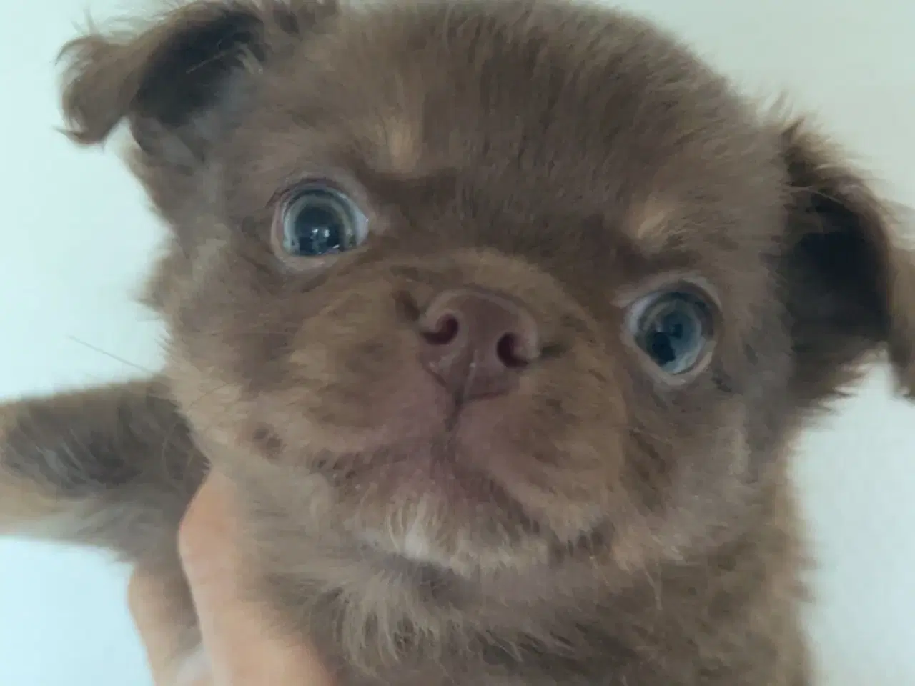 Billede 1 - Han langhåret chokolade