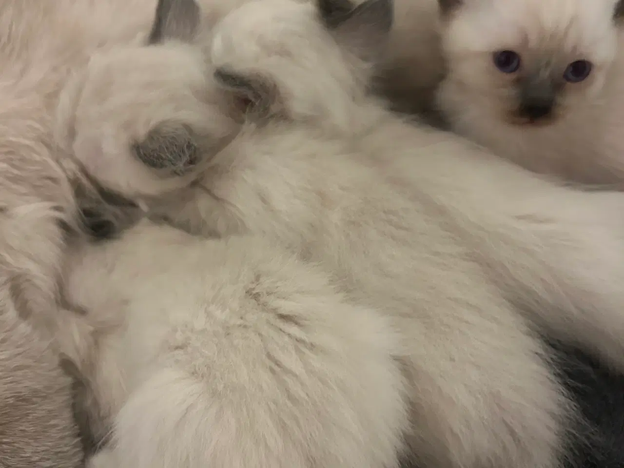 Billede 1 - Siameser/hellig Birma