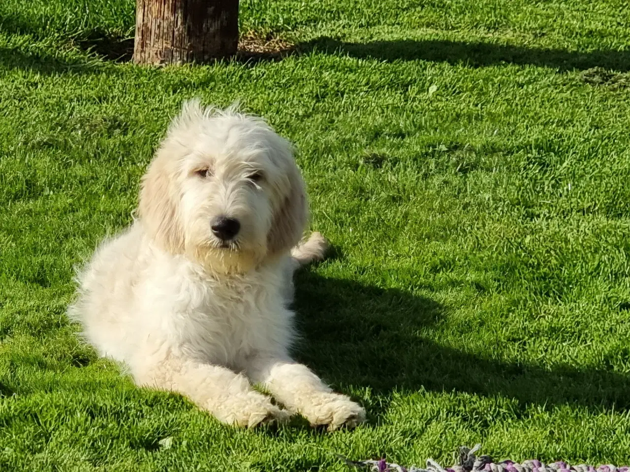 Billede 10 - skønheder Golden doodle hvalpe