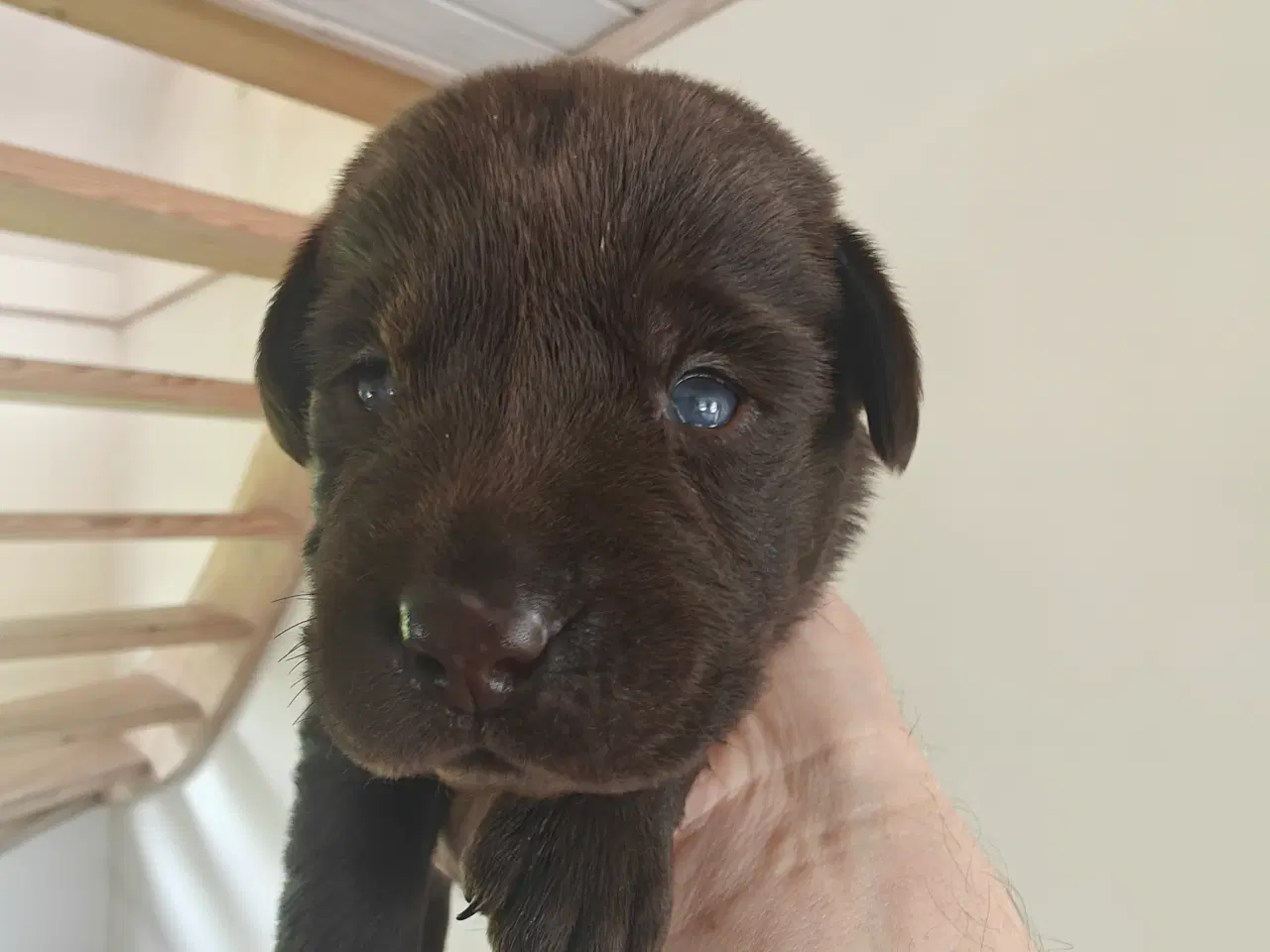 Billede 9 - Brun labrador hvalpe sælges 