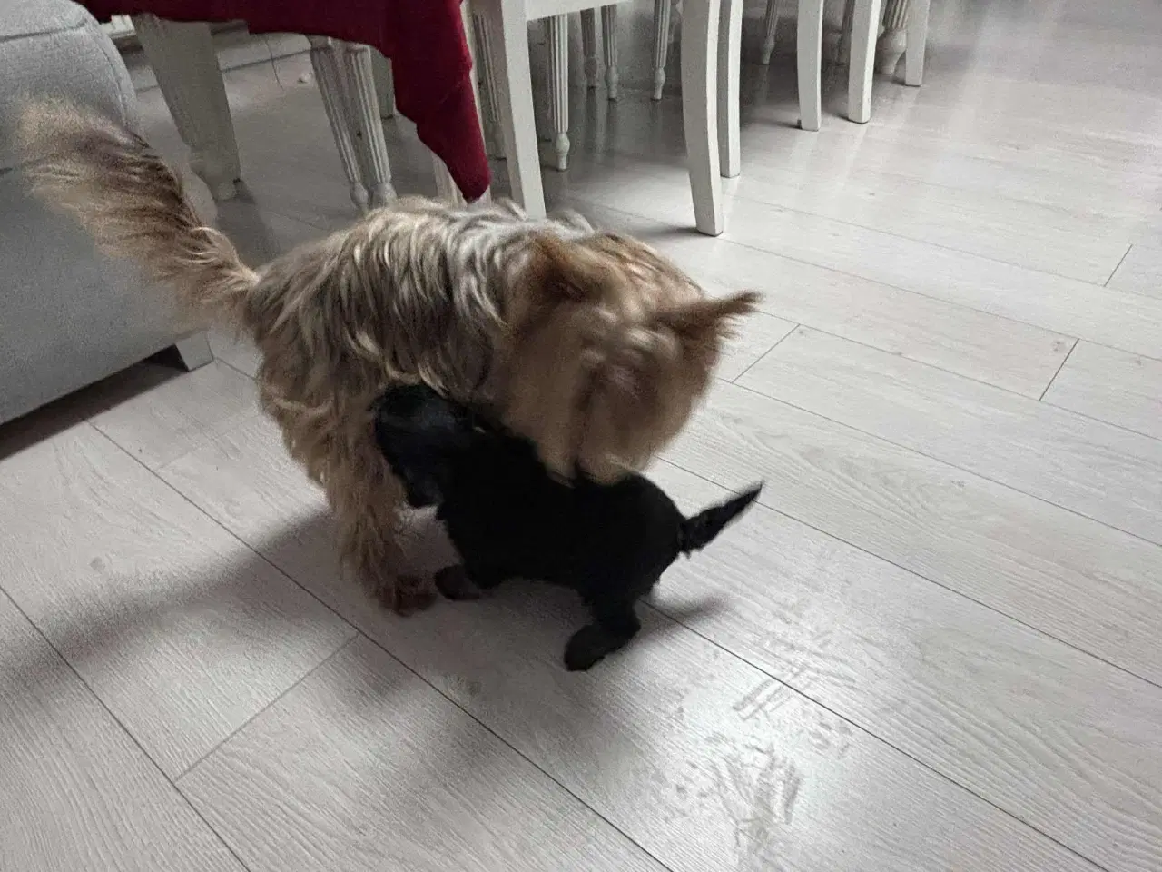 Billede 7 - Yorkshire Terrier hvalpe