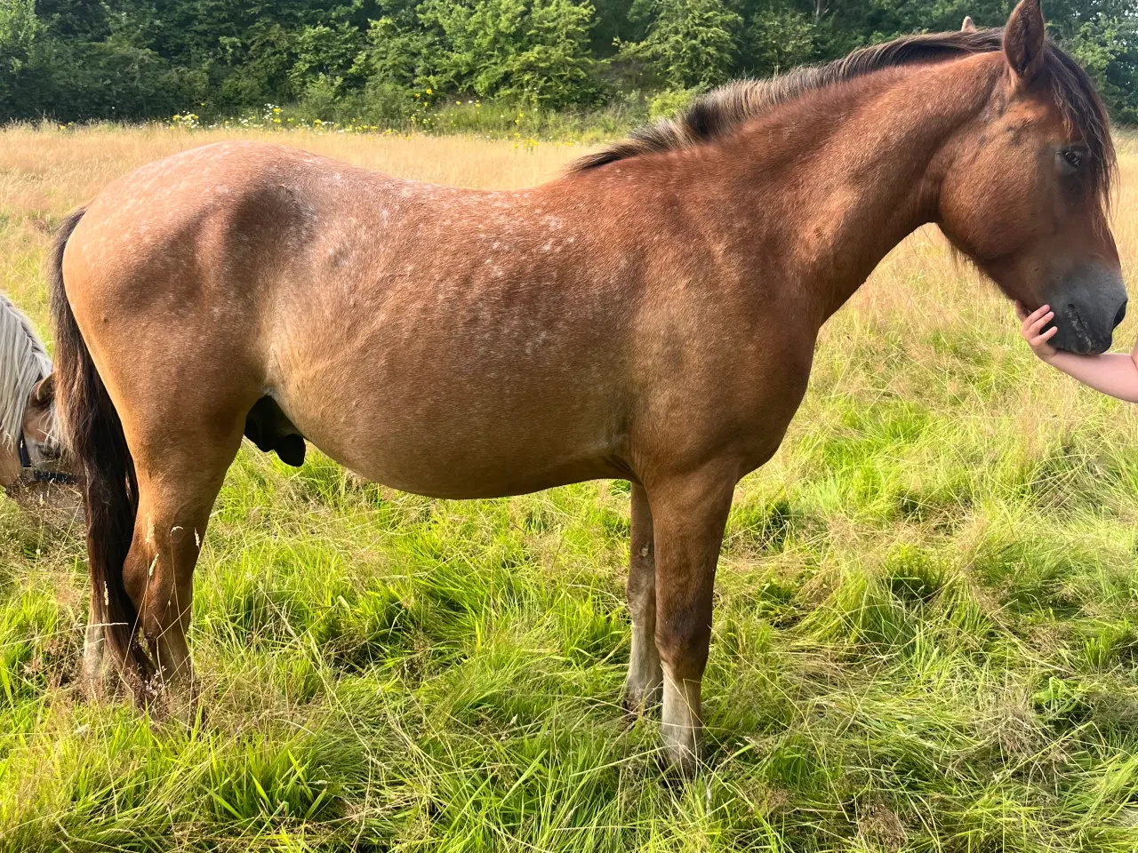 Billede 1 - 2 og 3 års plage