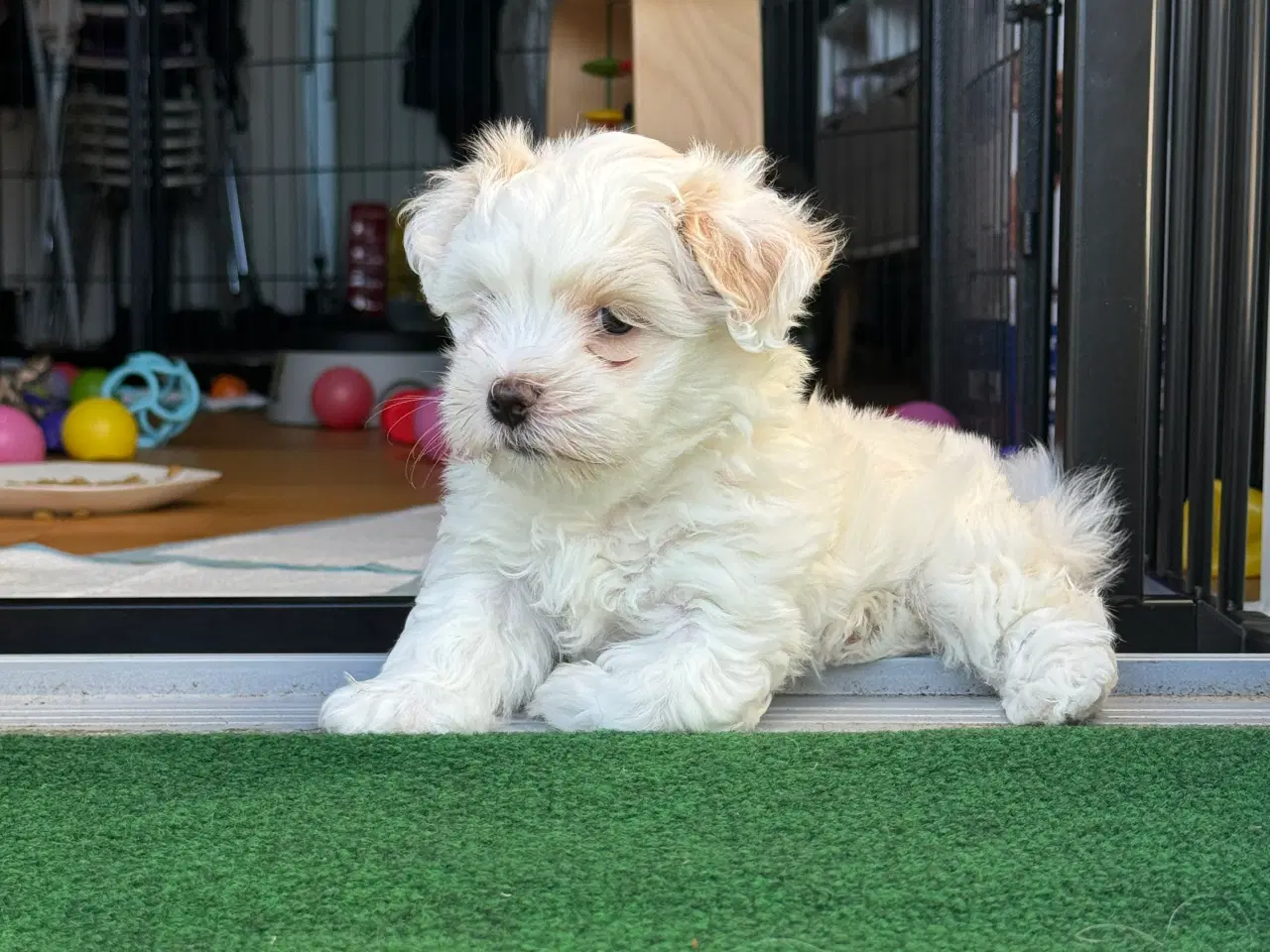 Billede 4 - Coton de tulear/shih tzu hunde hvalpe 