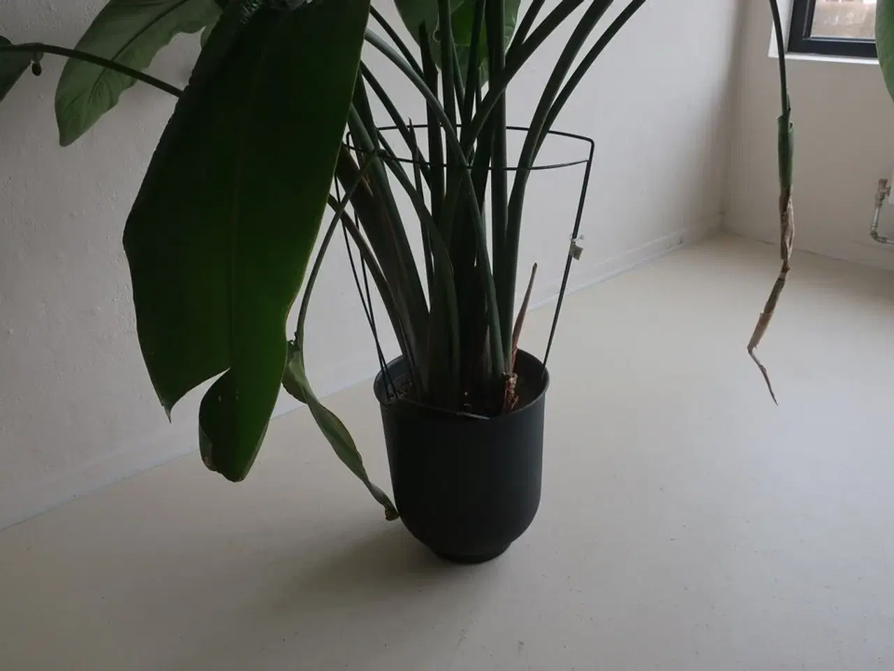Billede 4 - Plante