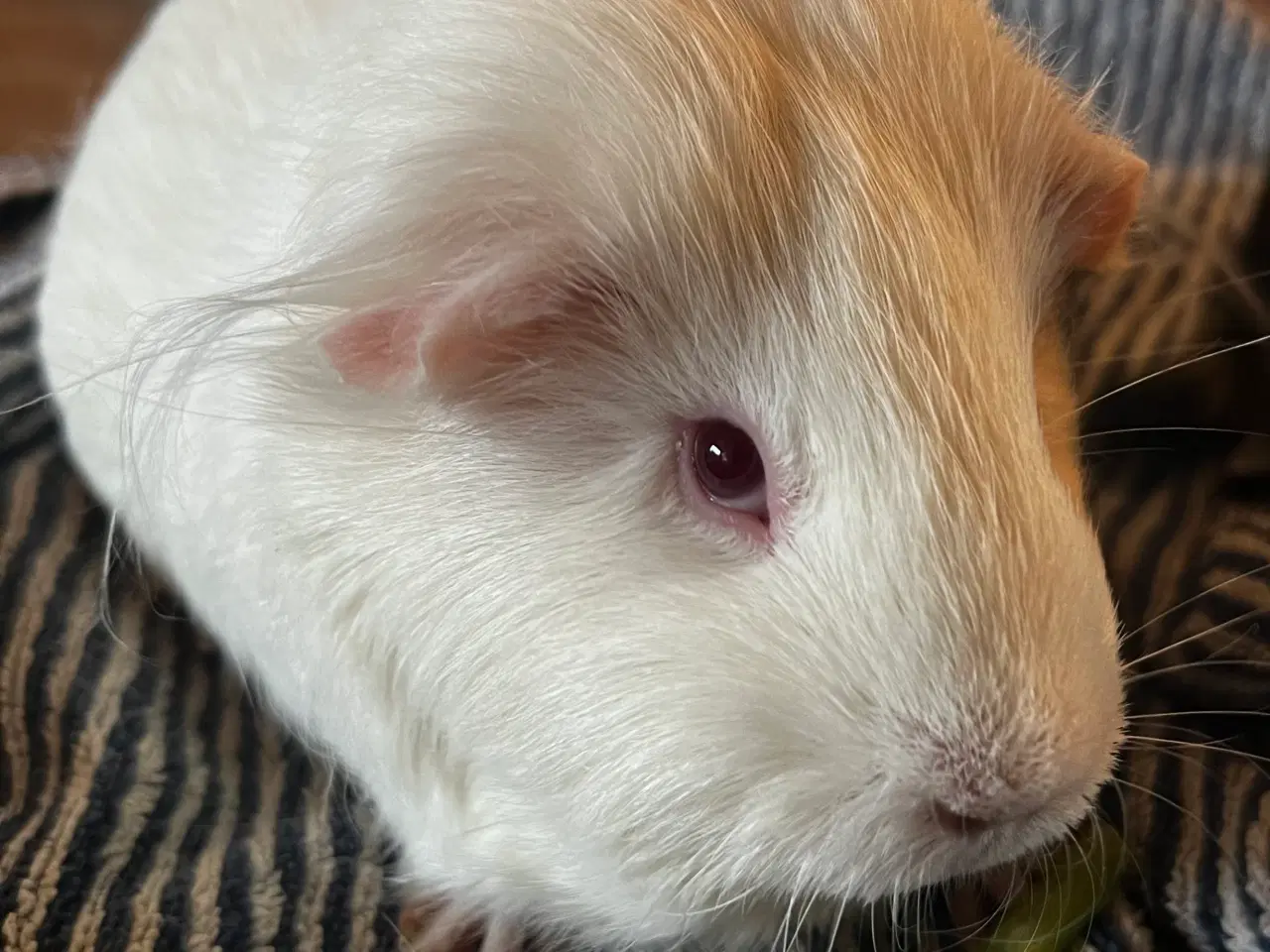 Billede 2 - To søde marsvin hunner søger nyt hjem