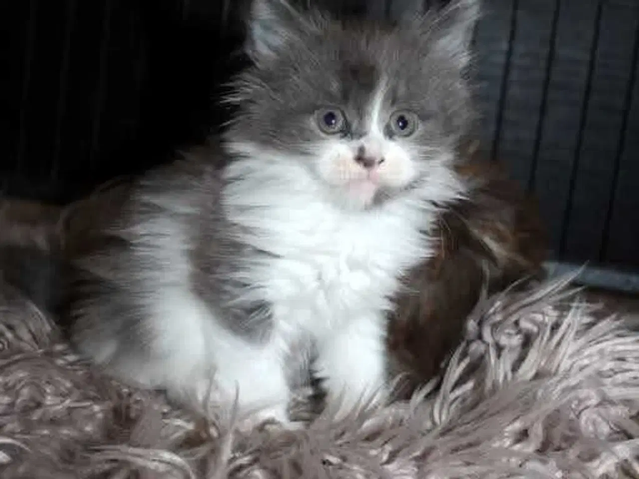 Billede 3 - Maine coon killinger med tavle