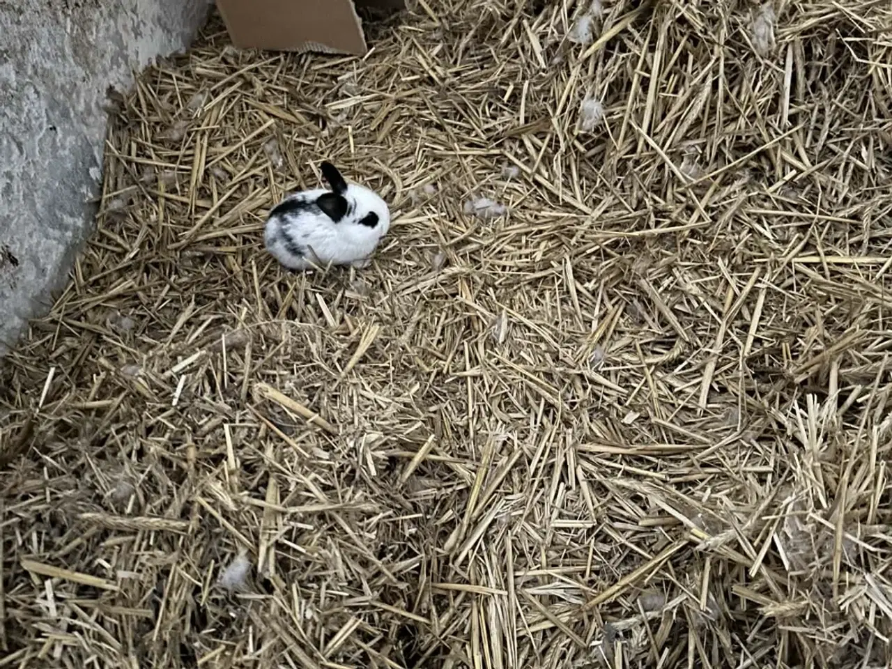 Billede 5 - Søde kanin unger