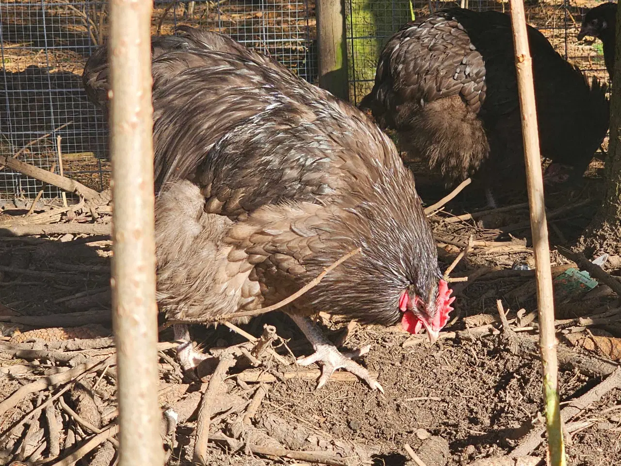 Billede 5 - 2 Chokolade orpington haner 