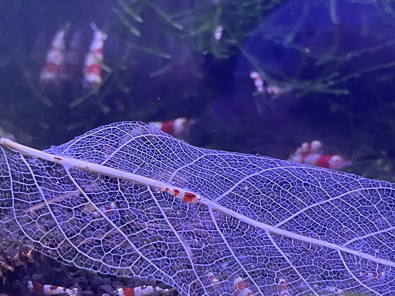 Billede 2 - Caridina Red Crystal