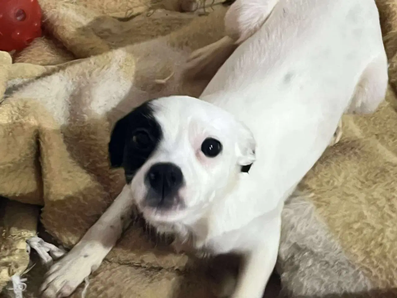 Billede 3 - Lille Lykke søger sit 4ever hjem