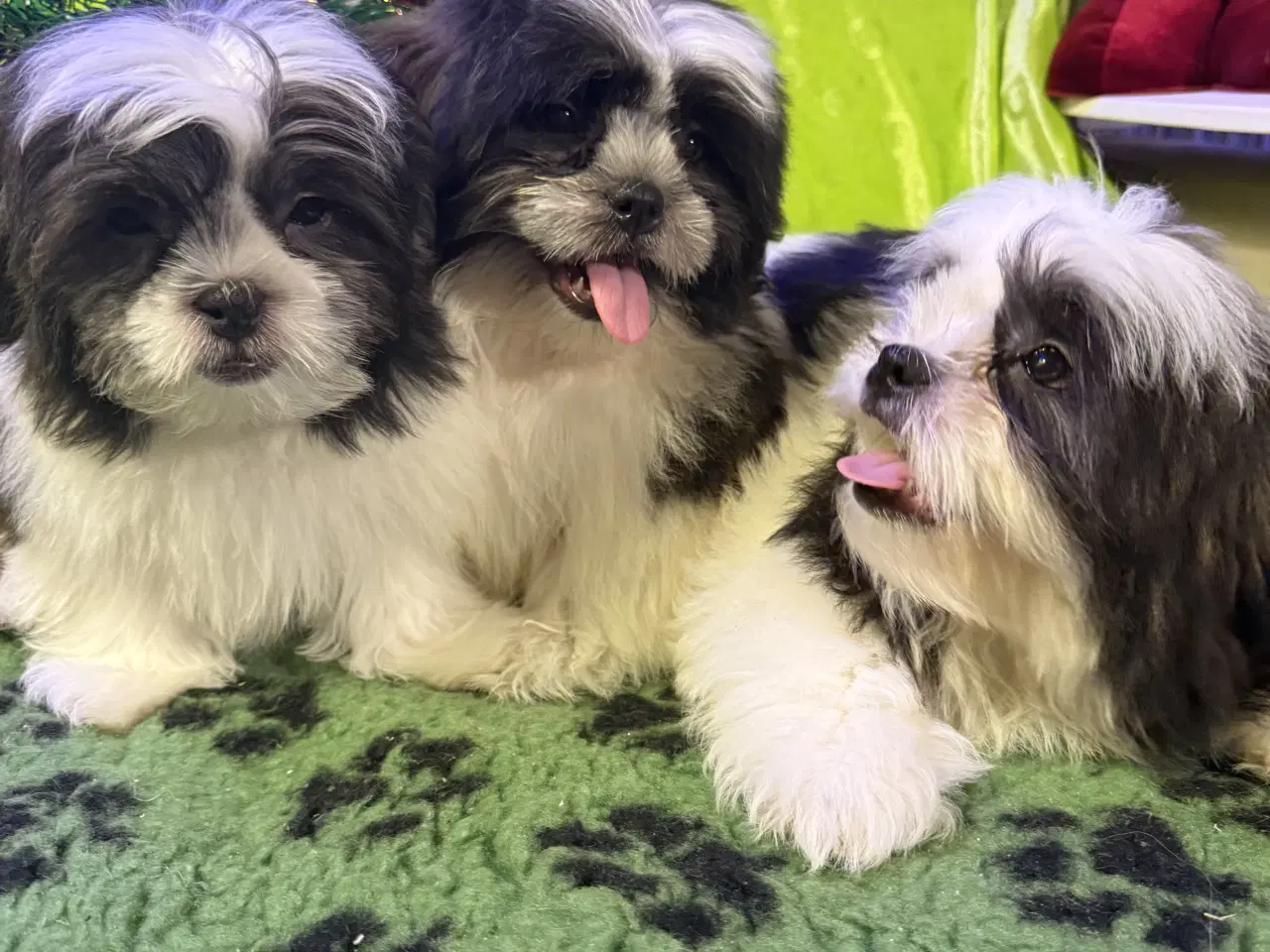 Billede 4 - Rejseklar Shih tzu-mor/ Coton de Tulear-far