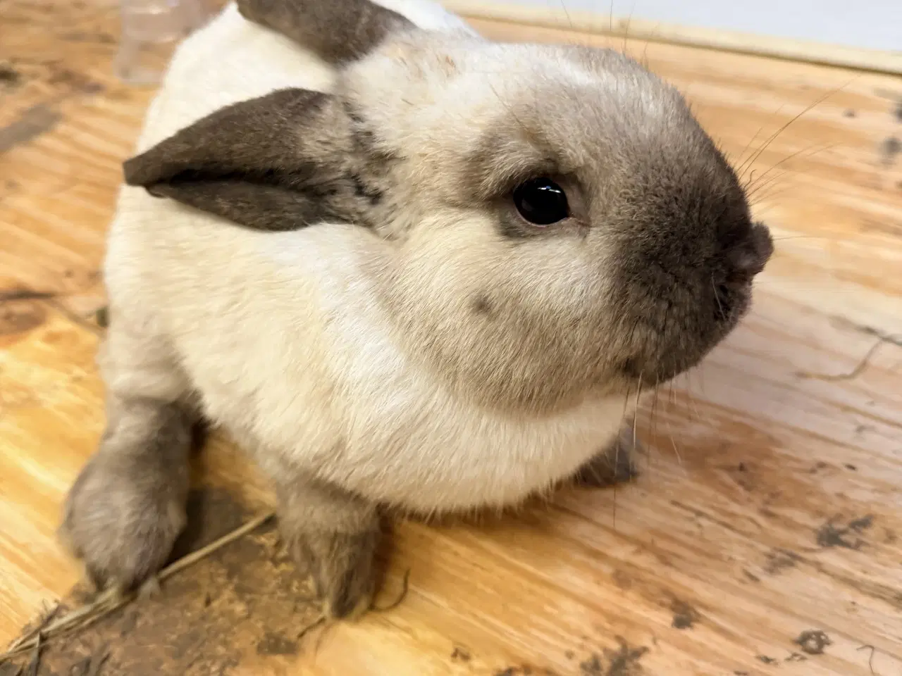 Billede 4 - Minilop han kanin