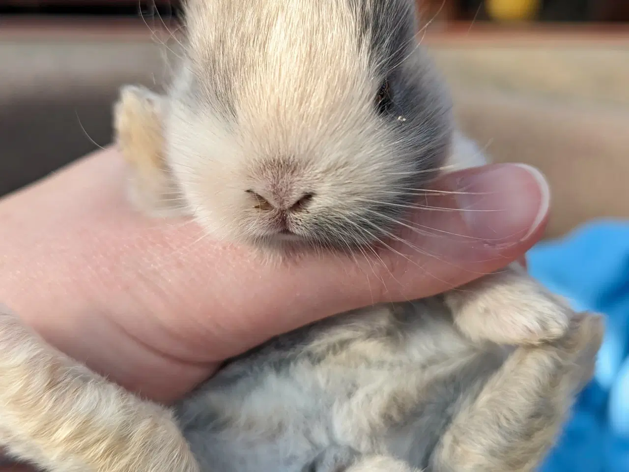 Billede 5 - Hermelin kaninunge sælges 