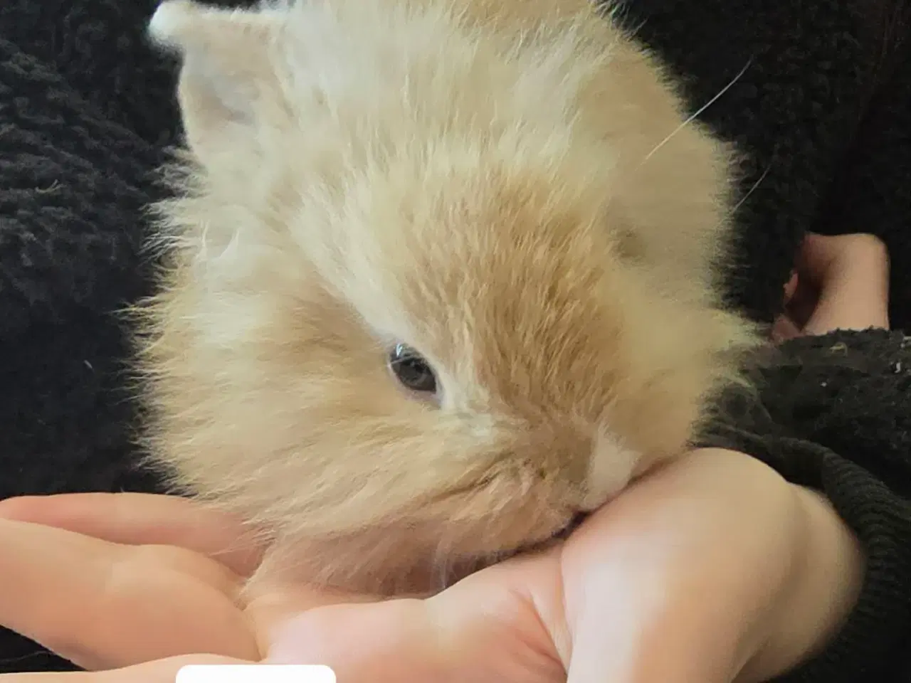 Billede 7 - 4 kælen og søde unger 