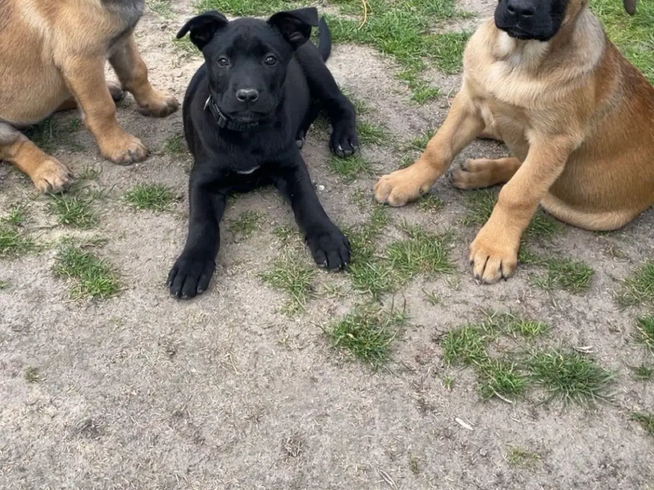 Billede 1 - Malinois hvalpe