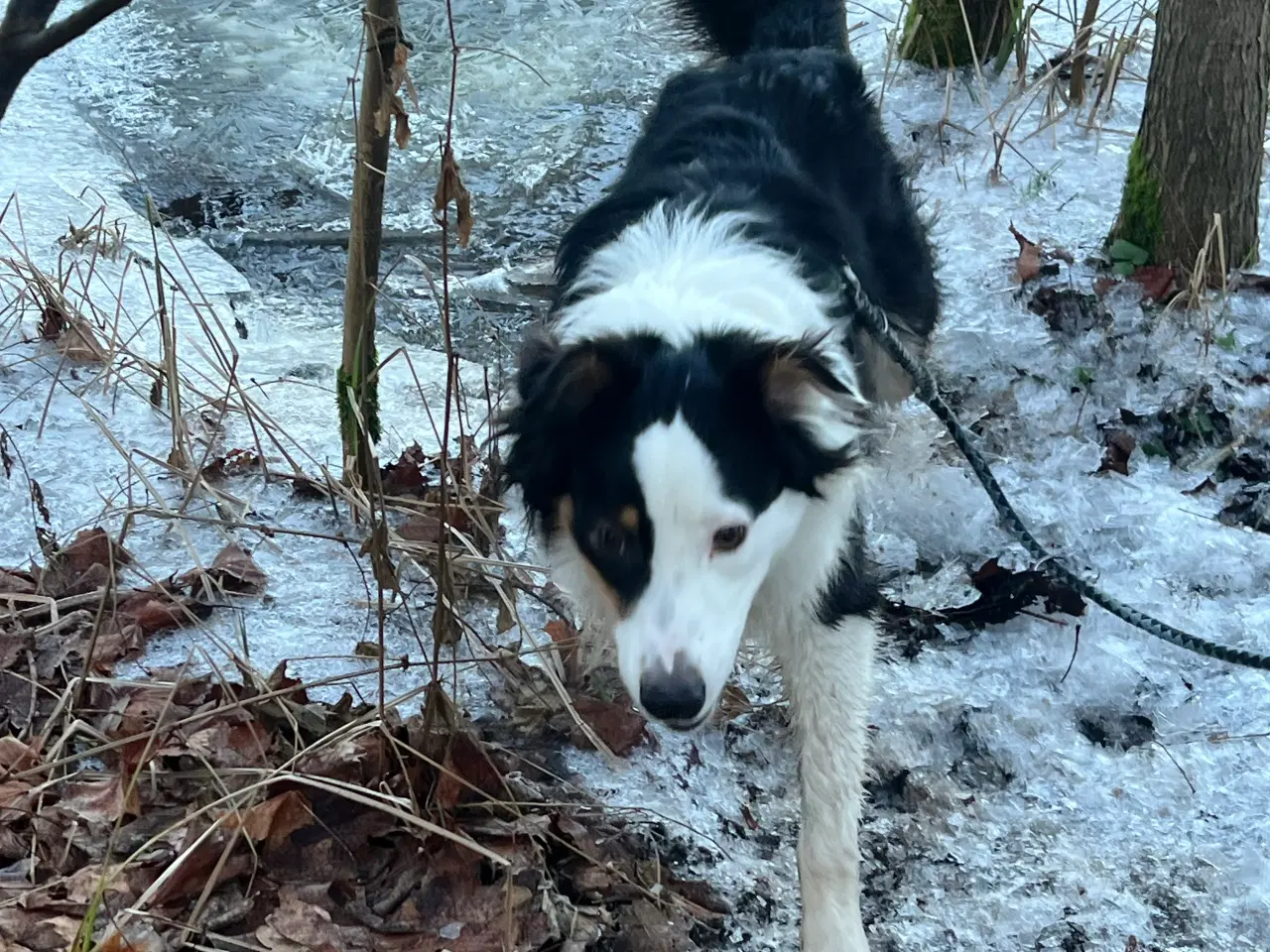 Billede 5 - australian shepherd 