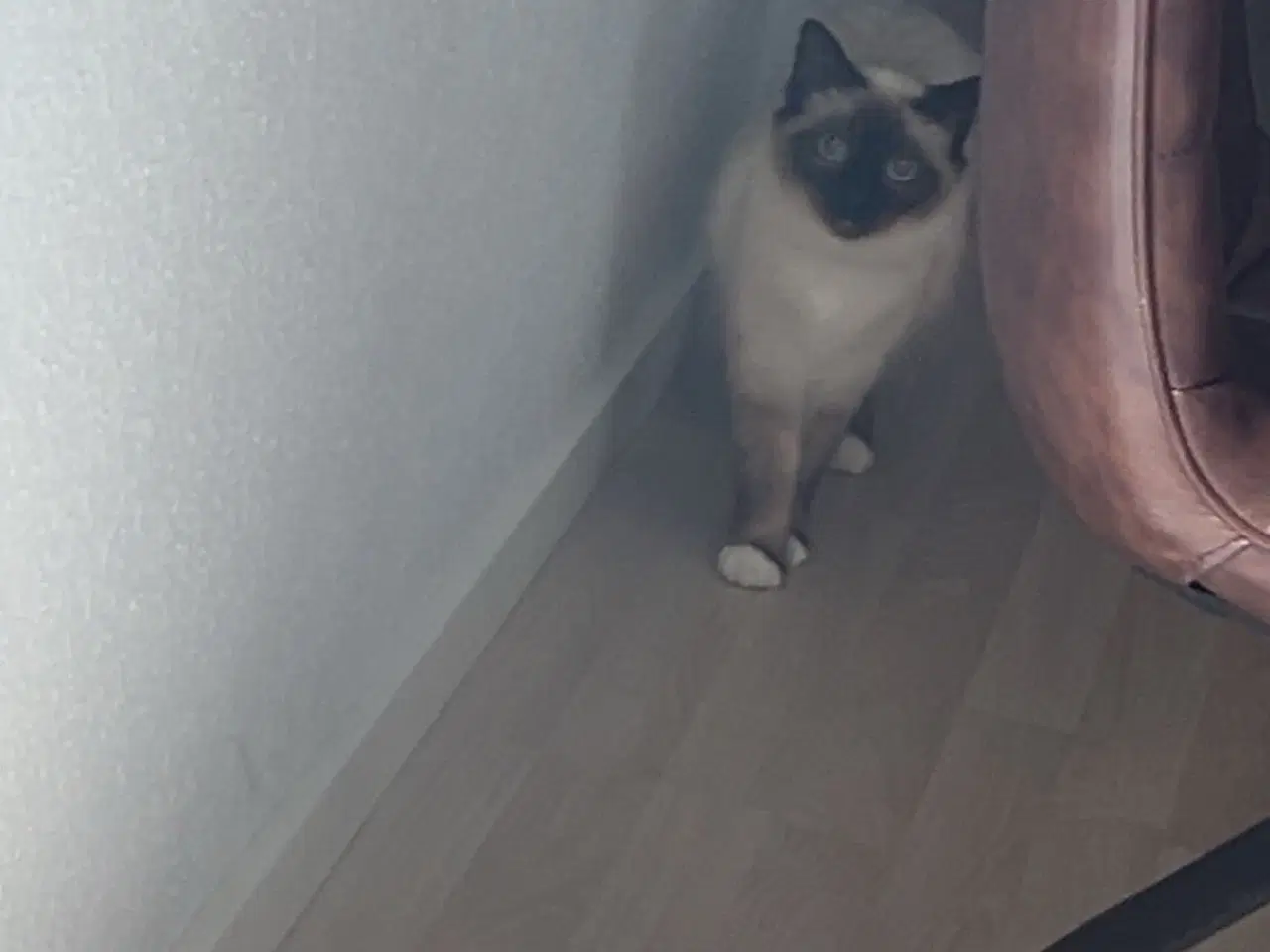 Billede 8 - Hellig birma hun kat