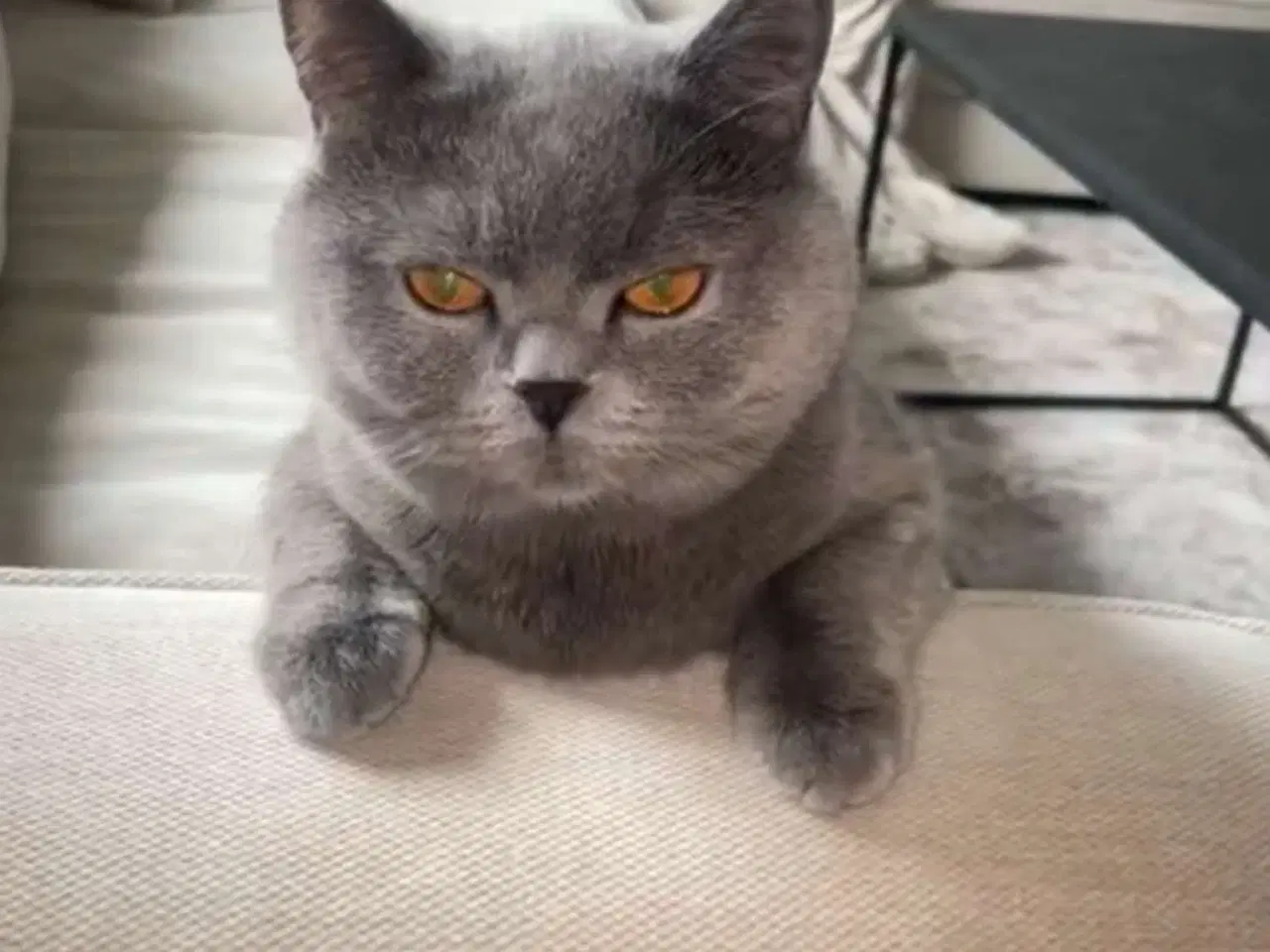 Billede 3 - British Shorthair hunkat søger nyt hjem 🐾💗
