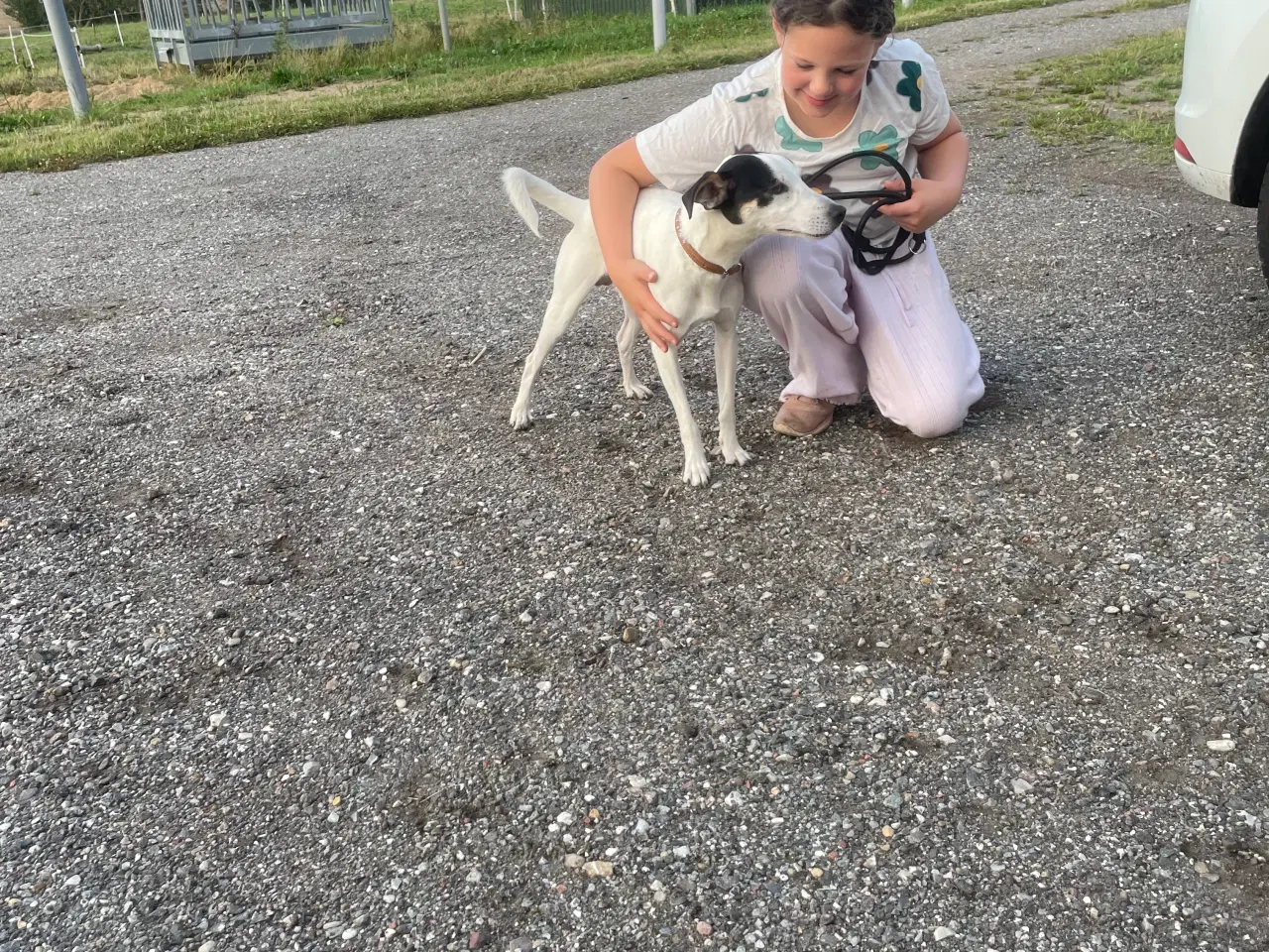Billede 10 - Dansk svensk Gårdhund 