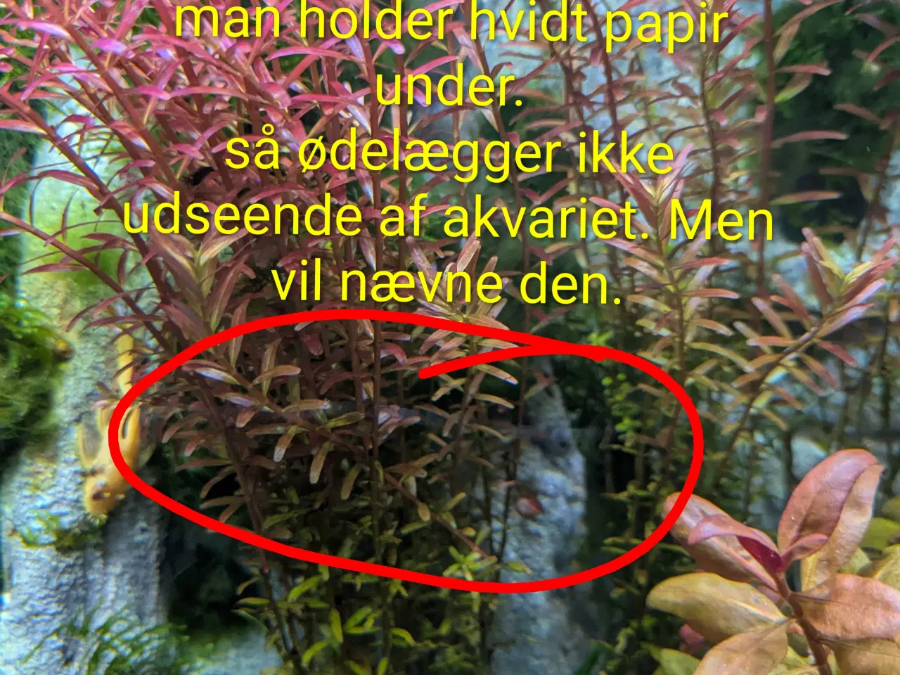 Billede 17 - Juwel akvarie 125L