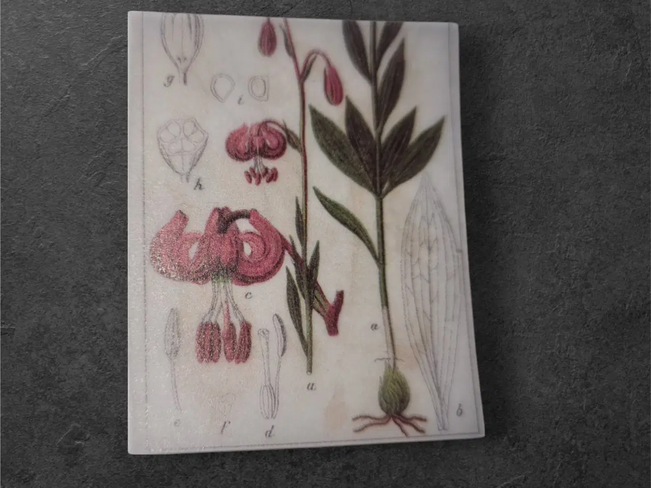 Billede 1 - Lilium – Vintage botanisk elegance i miniature