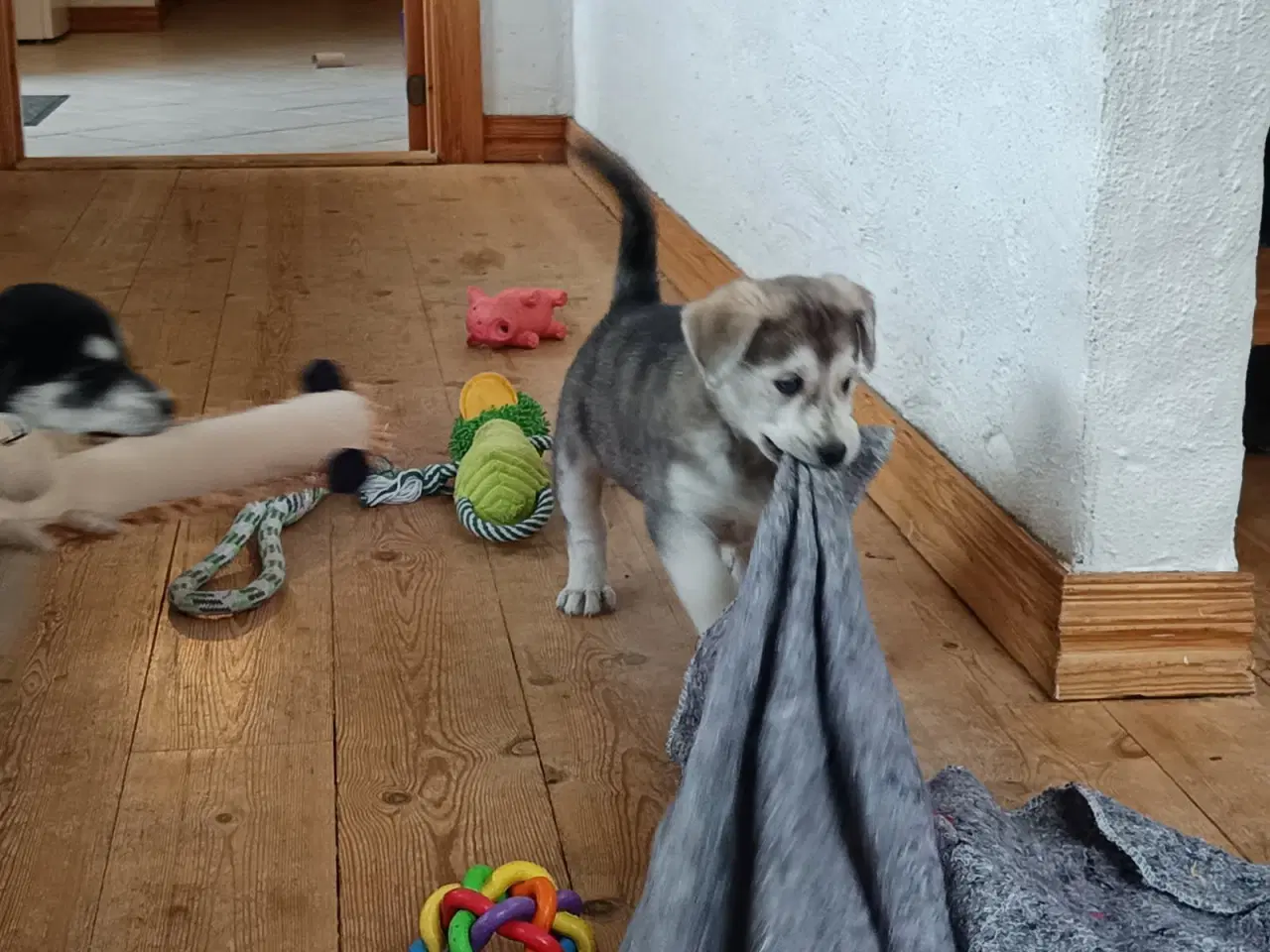 Billede 1 - Hvalpe mix