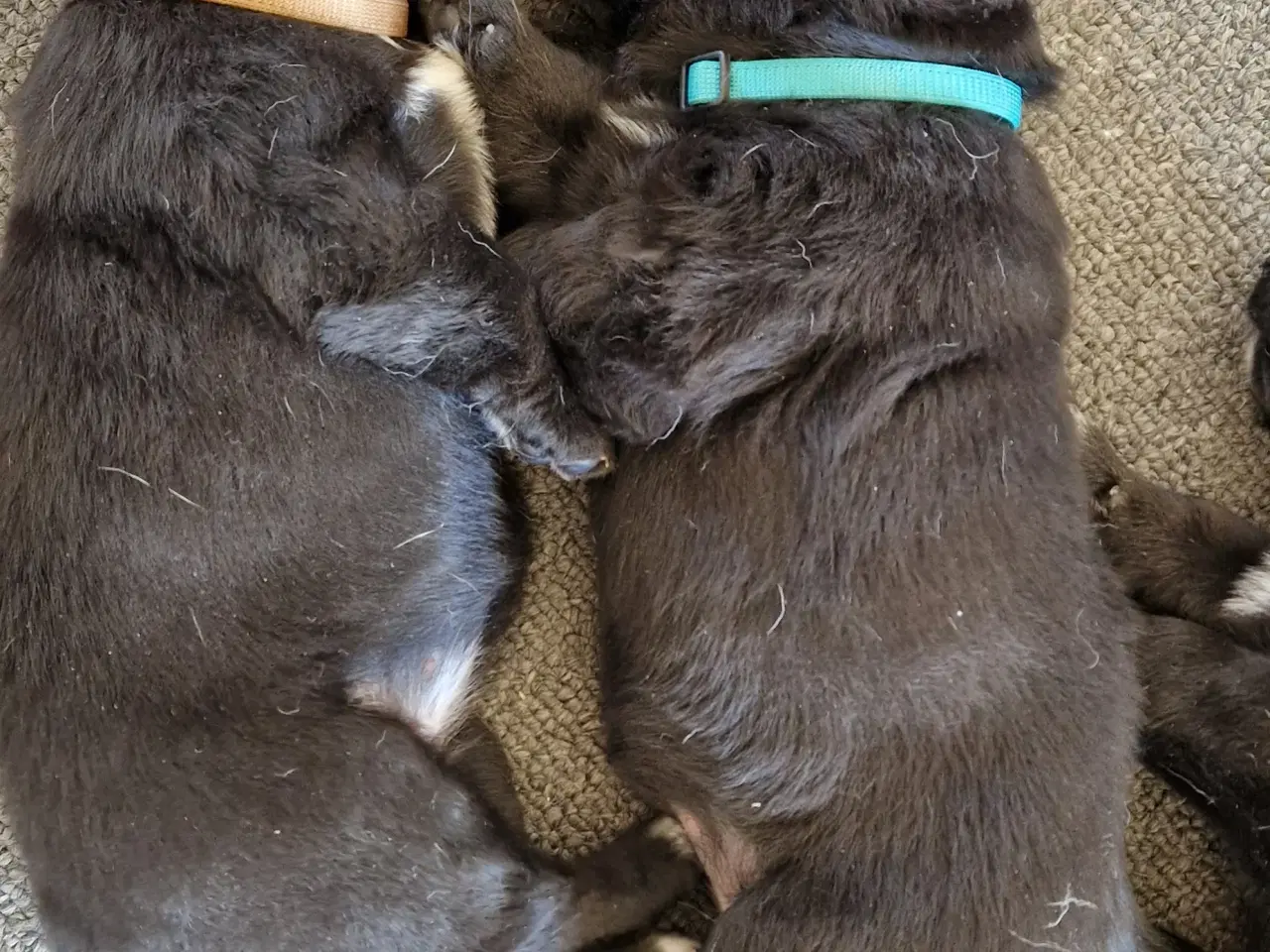Billede 7 - Hunde hvalpe 