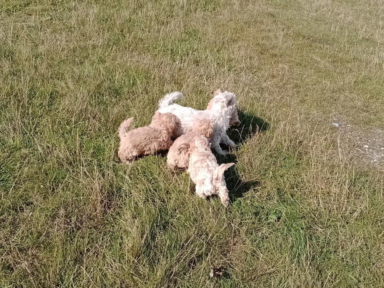 Billede 3 - Maltipoo hvalpe