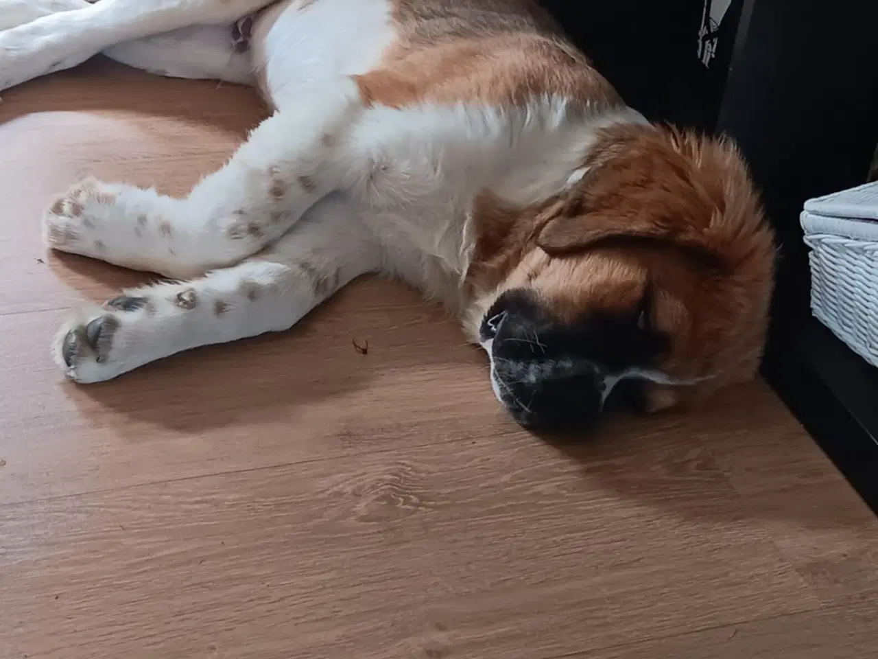Billede 8 - Hunde hvalp