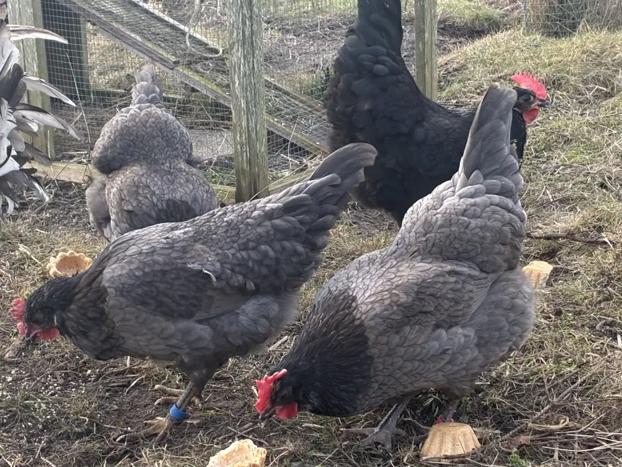 Billede 3 - Daggamle kyllinger, racerene Silverruds blå