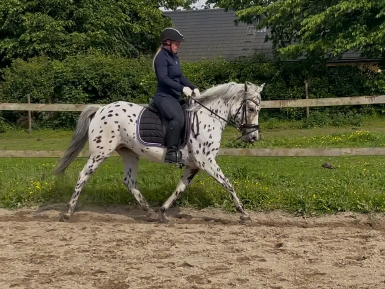 Billede 2 - En kommende top pony