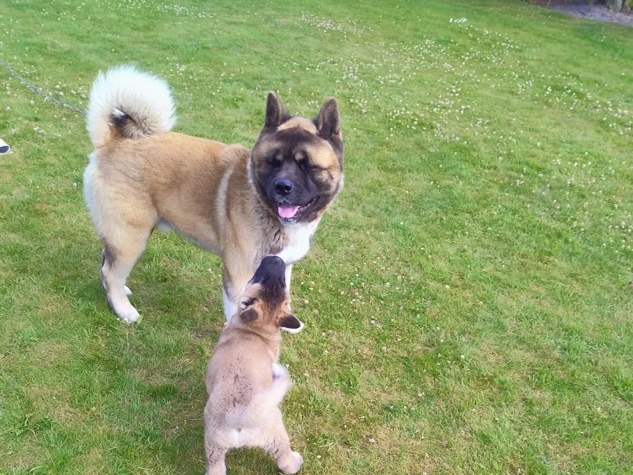 Billede 5 - Dreng hundehvalp Akita American 