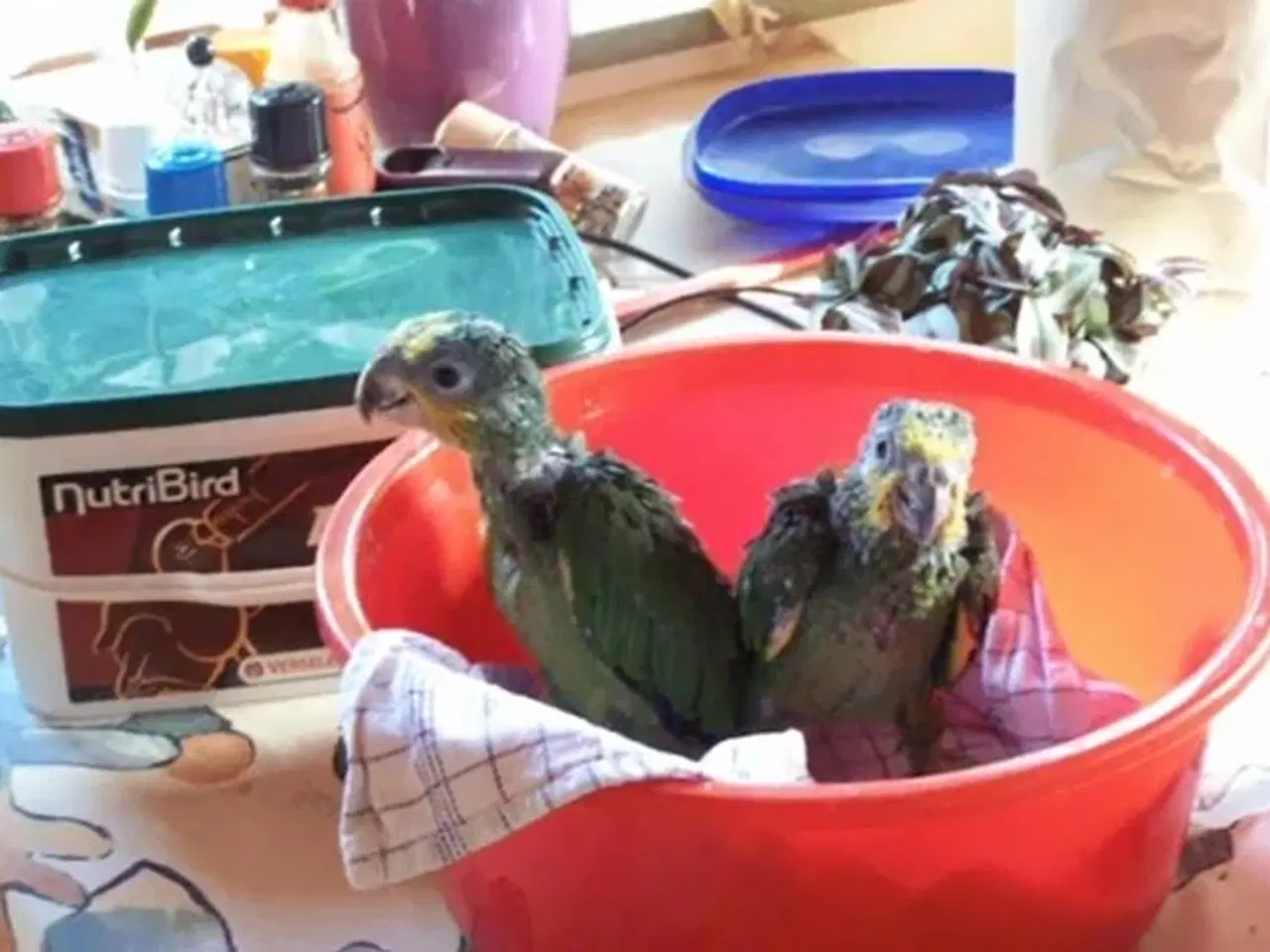 Billede 2 - rugemaskine