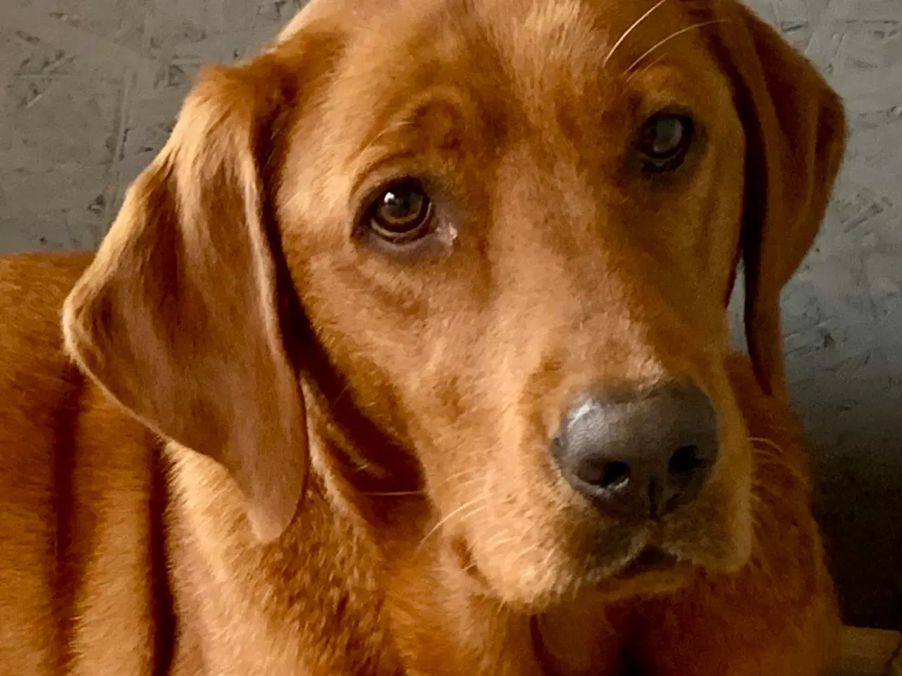 Billede 1 - Røde labrador hvalpe