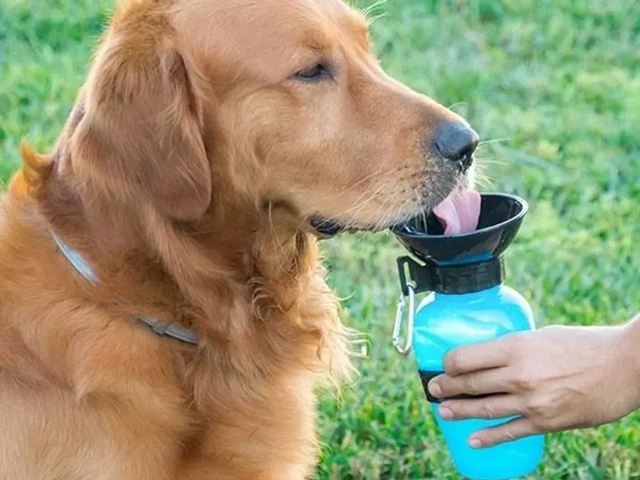 Billede 1 - Vand Dispenser Flaske til Hunde InnovaGoods