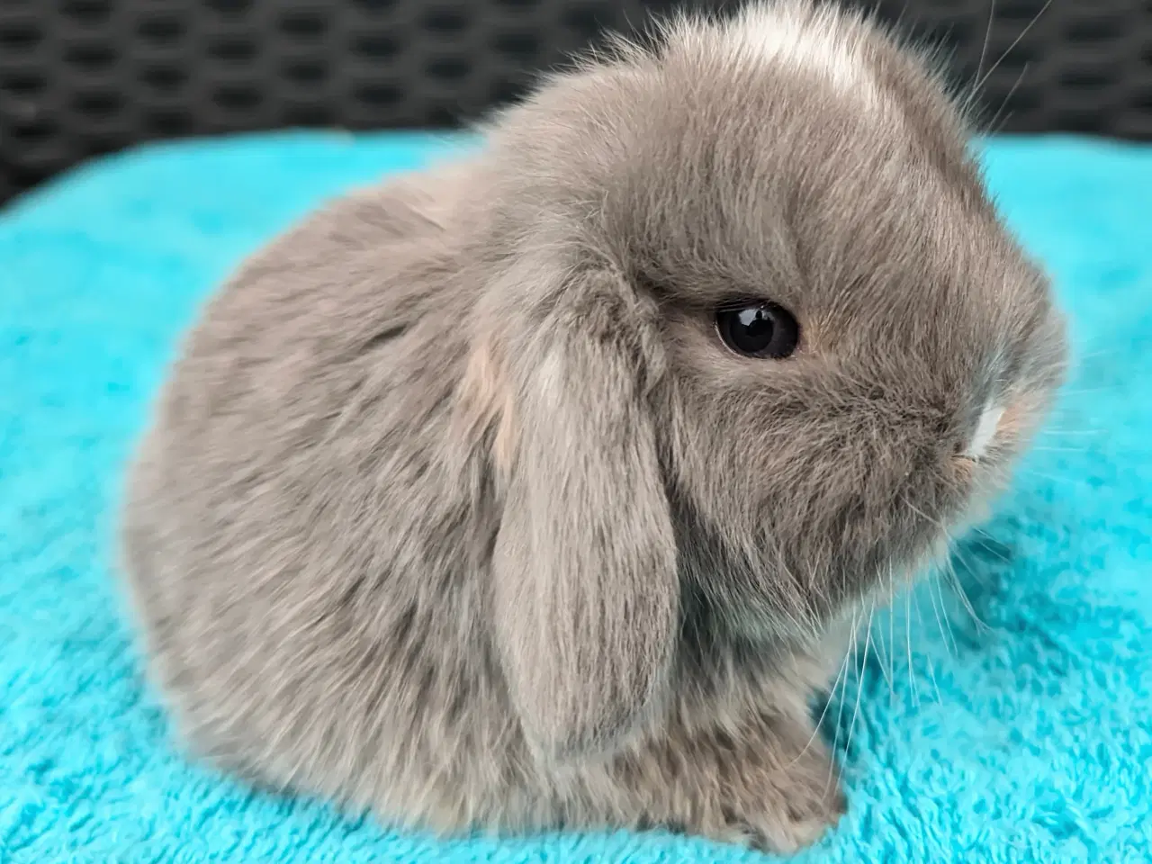 Billede 1 - Minilop kaninunge sælges
