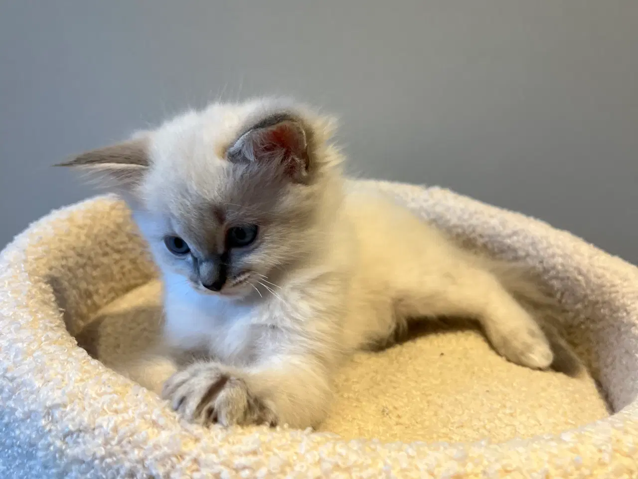 Billede 5 - Bedårende ragdolls killinger 