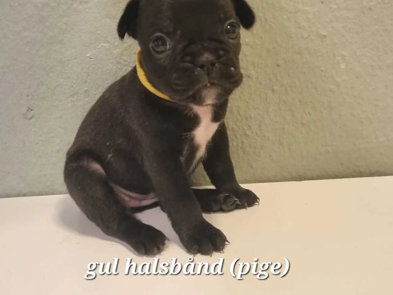 Billede 7 - Fransk bulldog hvalpe 