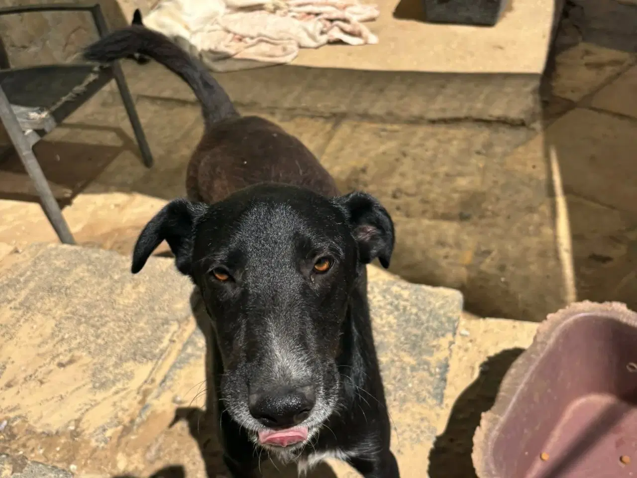 Billede 4 - Gadehunden Milio søger sin helt egen familie❤️