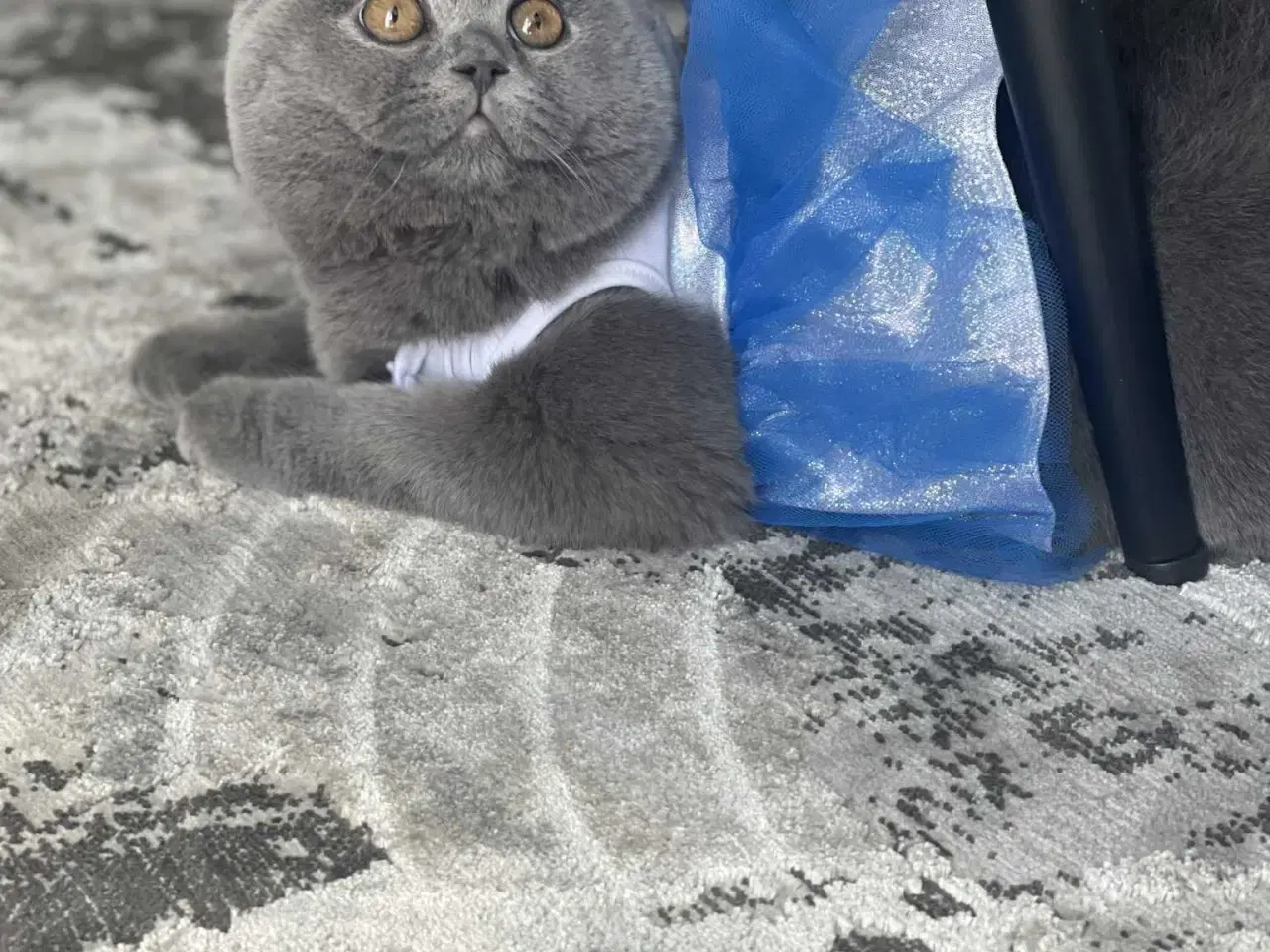 Billede 7 - British shorthair til salg katte