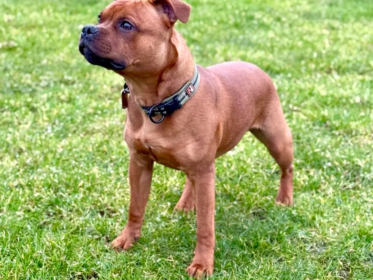 Billede 18 - Staffordshire Bull Terrier han