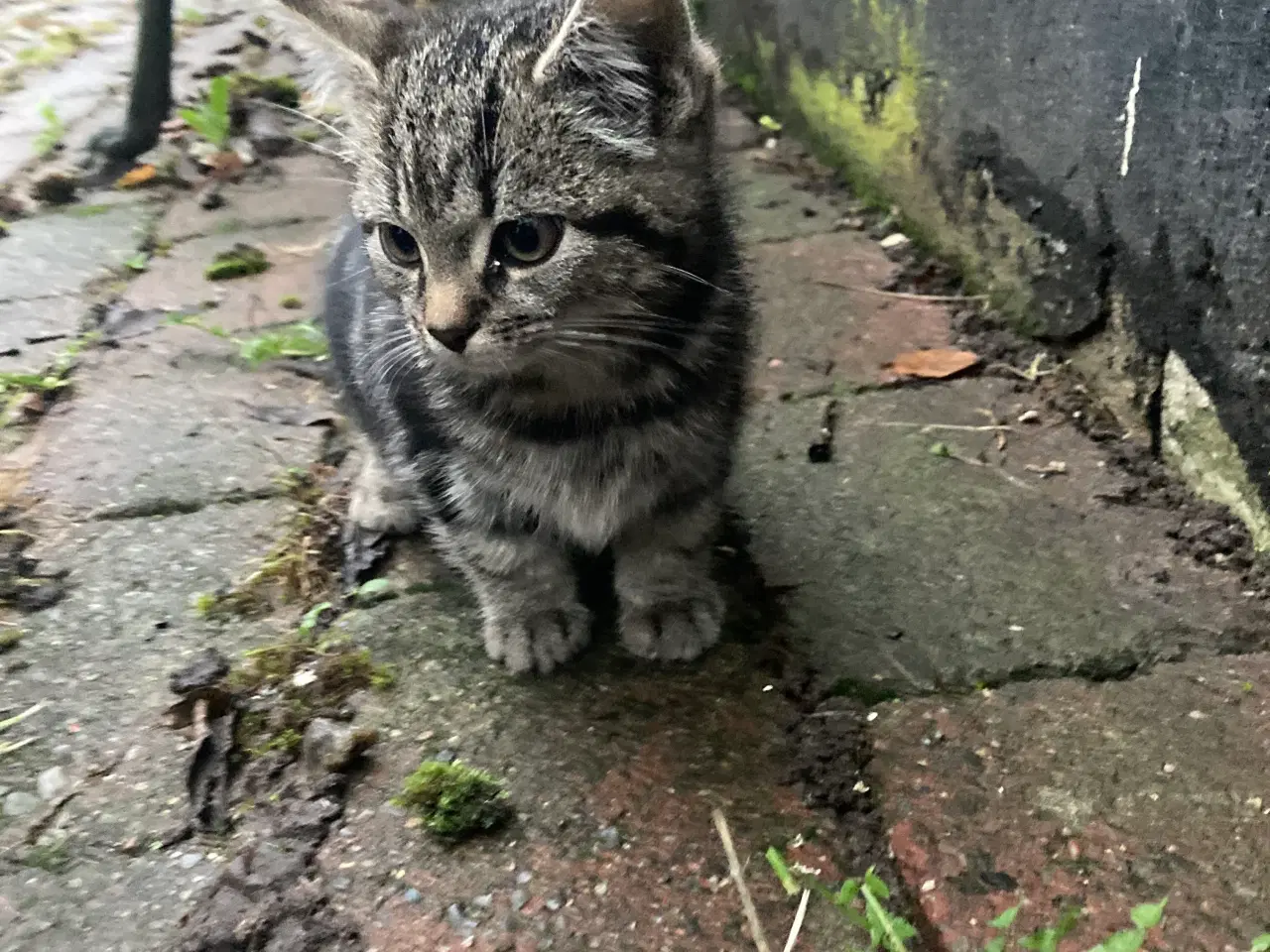 Billede 2 - Søde killinger