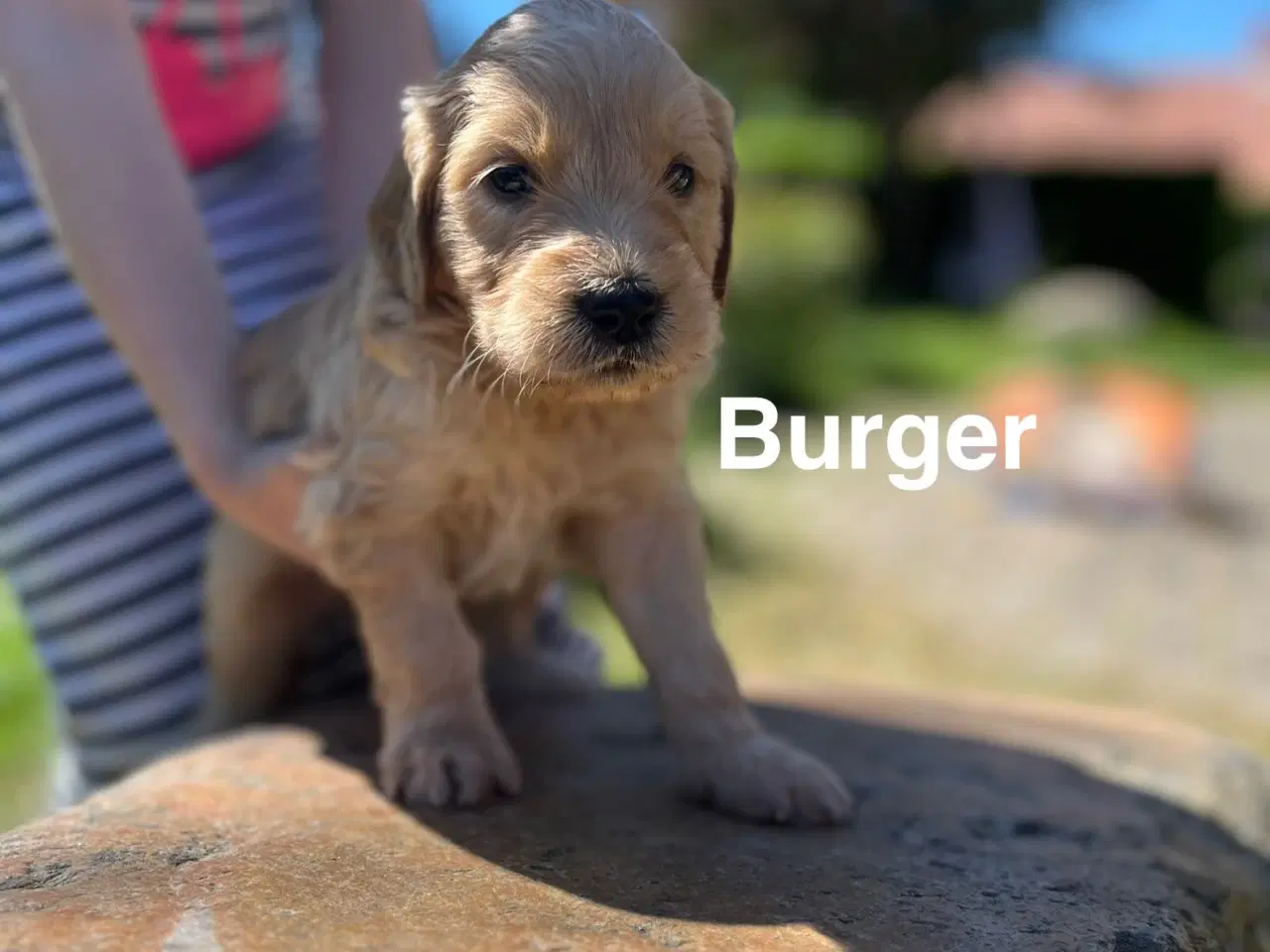 Billede 6 - Goldendoodle 