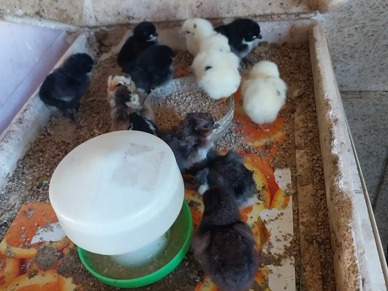 Billede 4 - Kyllinger ca. 3 måneder gamle til salg Zone Varde.