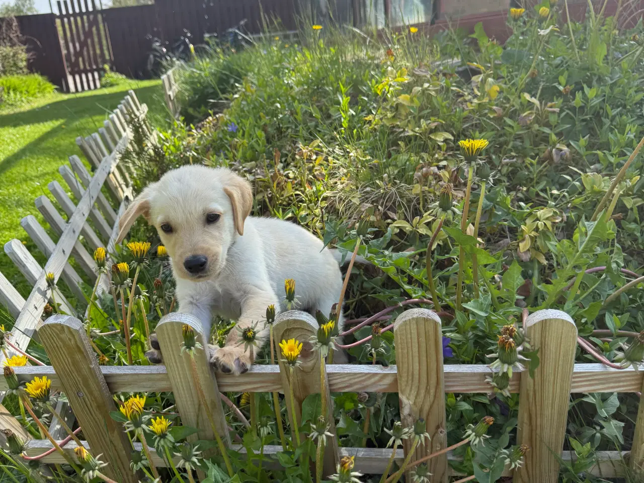 Billede 1 - Golden Retriever x Hvid Schæfer – Kun 2 tilbage 