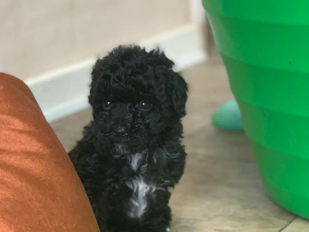 Billede 3 - Mini Maltipoo babyer 