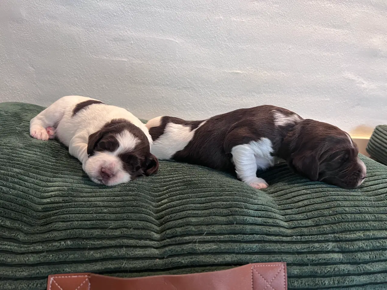 Billede 2 - Springer spaniel/kleiner hvalpe